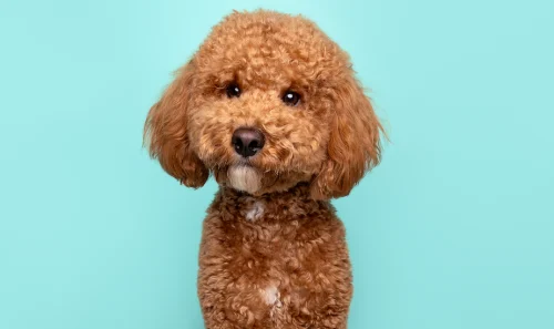 dog looking at camera